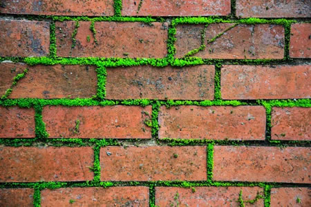 Removing Mold, Mildew, and Algae: Keep Your Home Safe This Summer